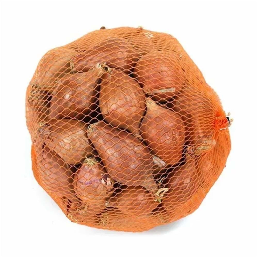 Sıska Soğan